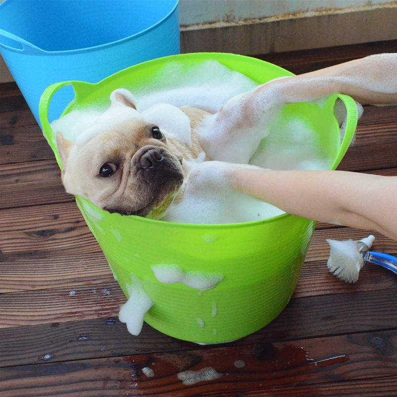 为啥“法斗”越来越受欢迎？宠主：养了看不上其他狗