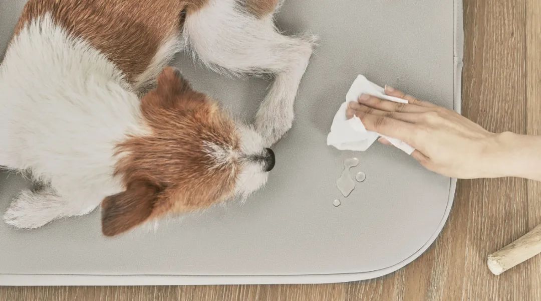 2022年iF设计奖：宠物用品类