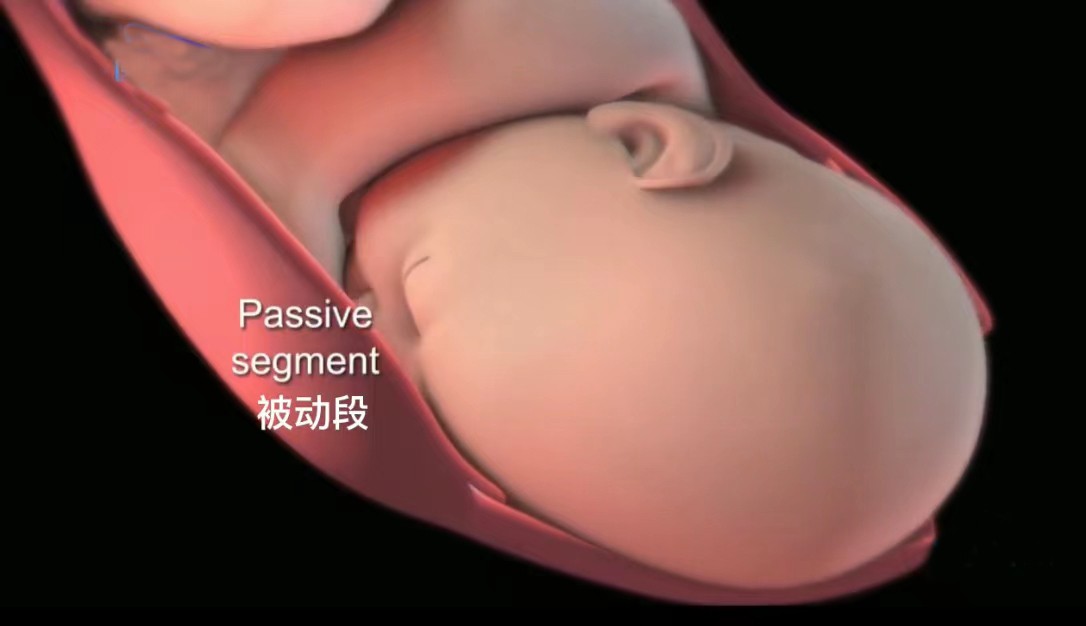 顺产3d动画流程讲解,顺产生孩子母爱伟大