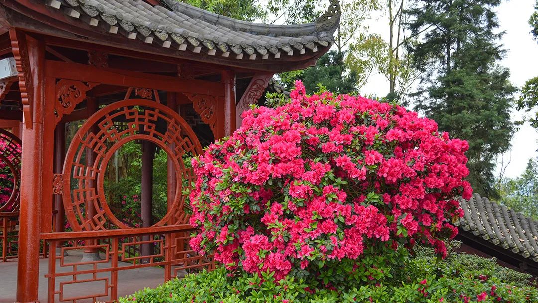 花卡特惠,新春钜惠不容错过