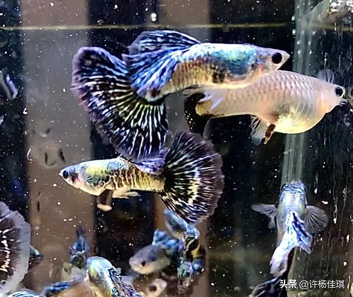 孔雀鱼品种详细介绍大全附图,最能繁殖的孔雀鱼是哪种品种