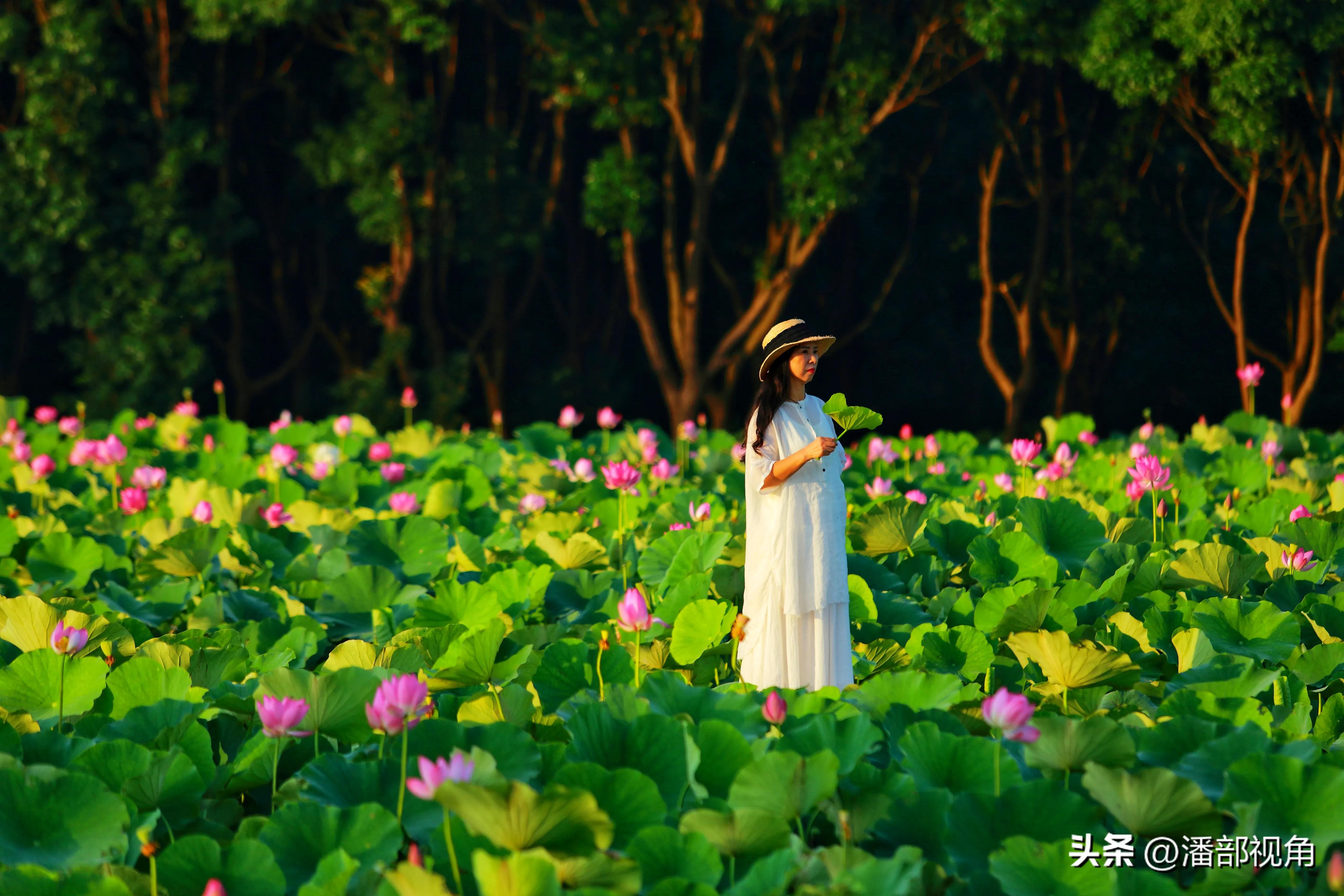 无锡七月底哪里的荷花开了,无锡太湖荷花开了吗