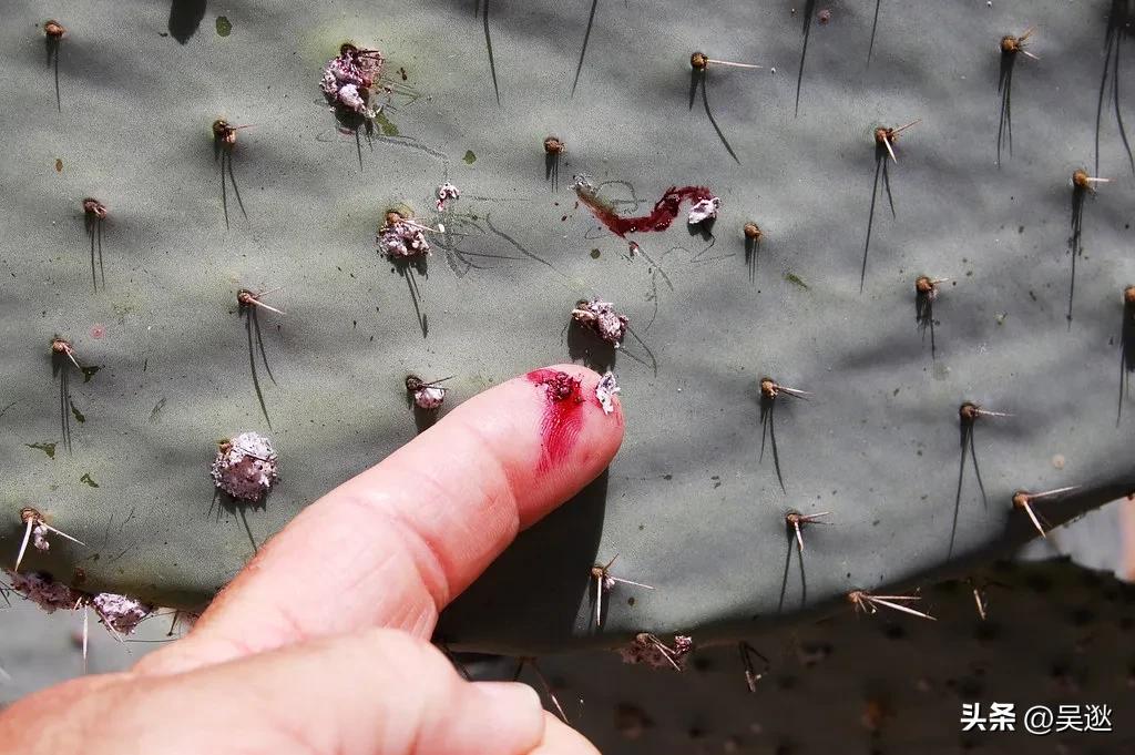 口红是虫子的尸体做的吗,女生口红是虫子尸体提炼的吗