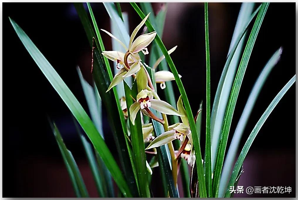 芝兰生于深谷不以无人而不芳出处,100幅历代名家兰花图值得一看再看