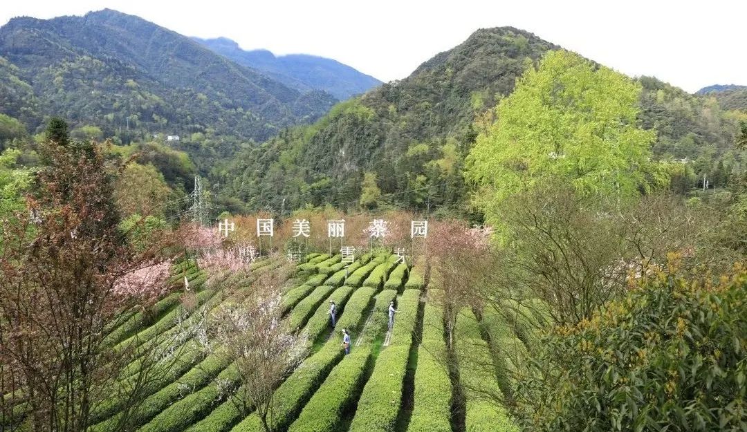 淡定从容峨眉雪芽,经典峨眉雪芽