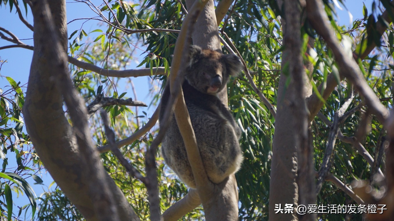 一路向北全程1980公里,西澳自驾游最佳路线图