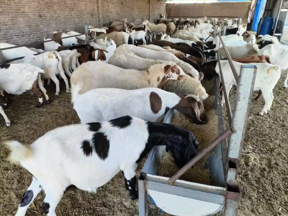 回农村创业适合养殖什么不愁销路,在农村做什么养殖生意比较好