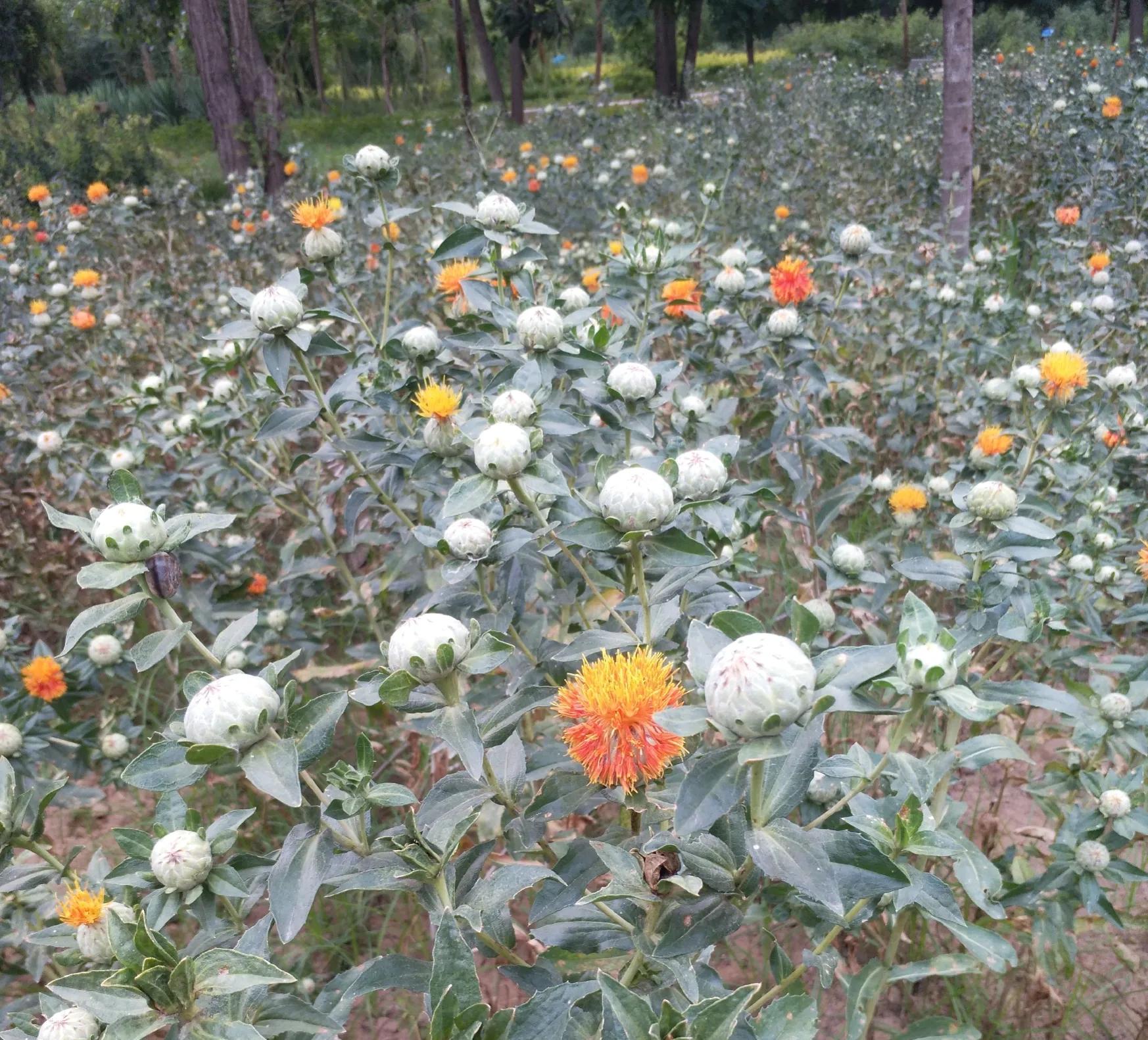 藏红花和西红花的药效区别大吗,西红花和藏红花药用有什么区别