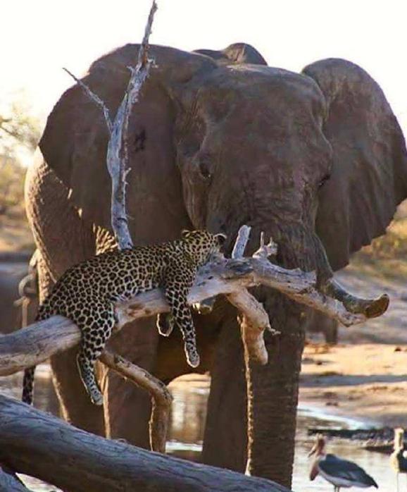 草原暴君？撵狮群，踹河马，压断犀牛肋骨，连路过的狗都要挨巴掌