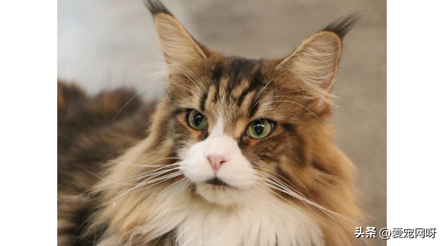 玳瑁猫咪是什么品种,猫咪品种大全及图片