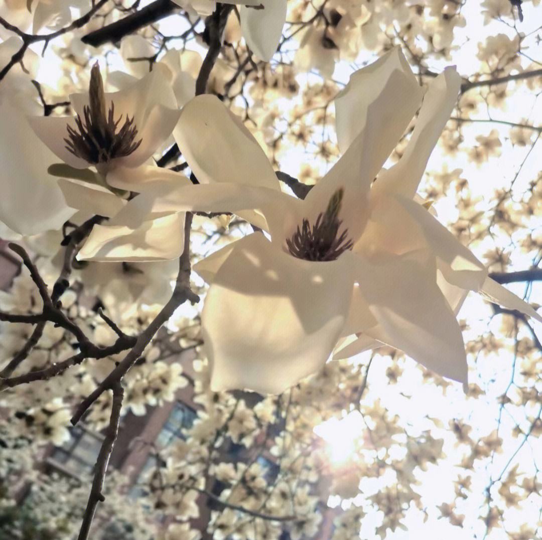 铁道兵战友相聚诗,铁道兵战友之歌简谱