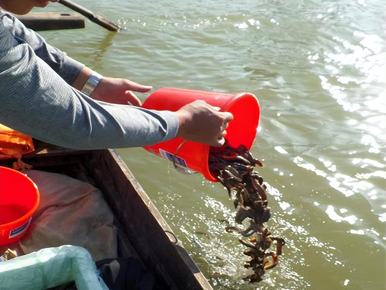 泥鳅放生存活率高么,为什么泥鳅都是放生专用