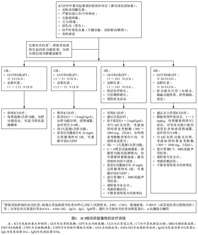 消化系统恶性肿瘤合理用药指南,胃肠道肿瘤免疫治疗前景