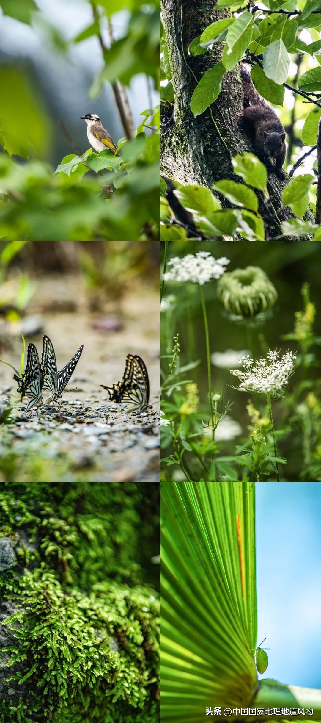 茅台酒的味道是香精调出来的吗,茅台酒的酱香是什么酱