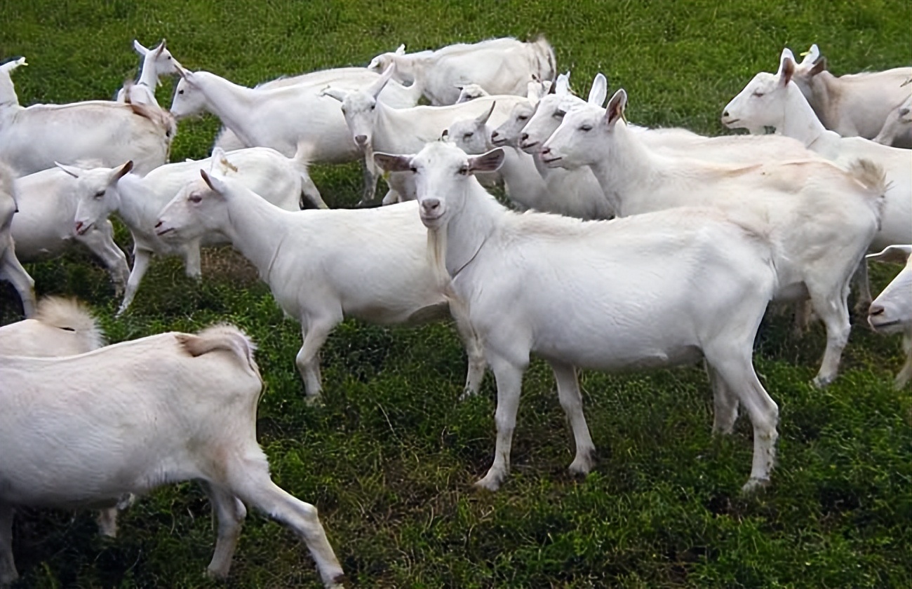 未来5年的农村行业,未来农村最有前景的十大行业
