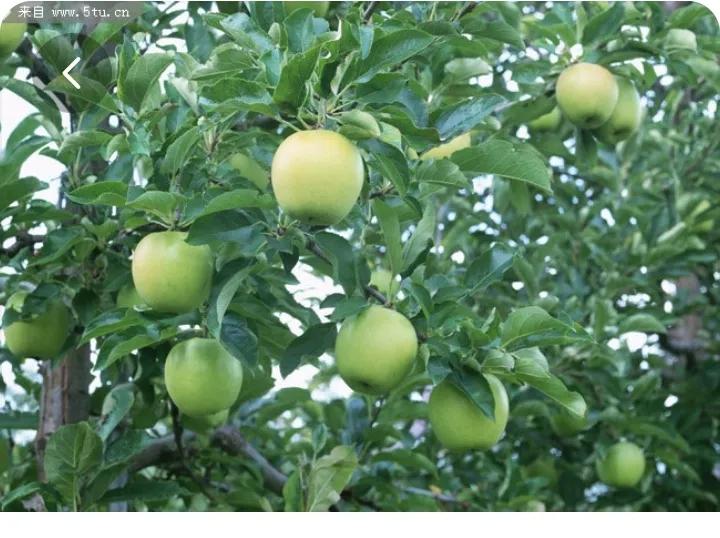 青苹果免费在线看电影,青苹果高清免费观看完整