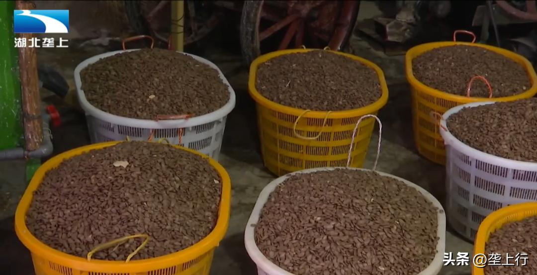 瓜蒌产业背后的致富经,瓜蒌种植带动群众增收