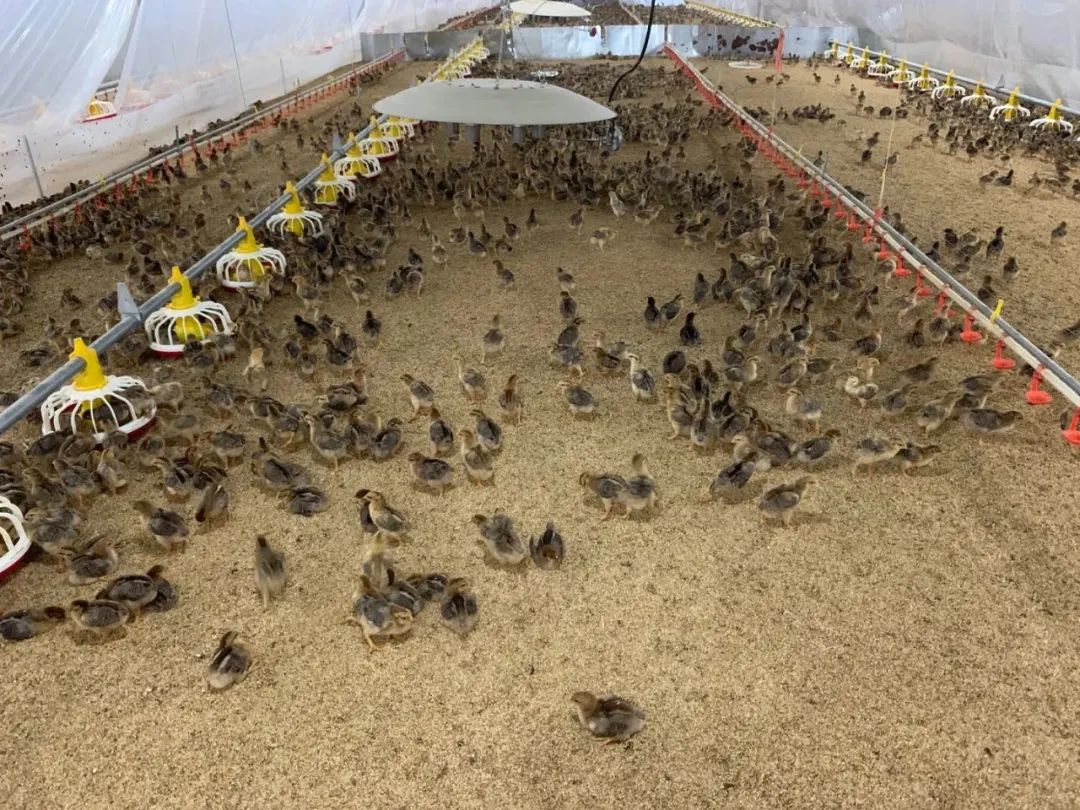 为什么现在烧烤这么贵,烧烤界最贵的烧烤是什么