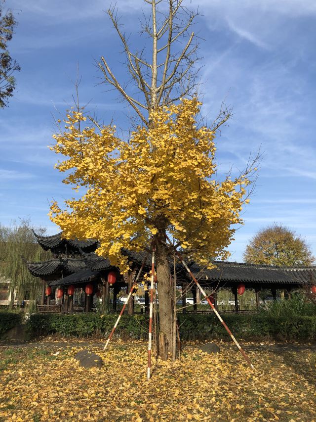 杭州周边赏秋好去处,杭州赏秋最佳攻略