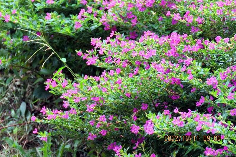 花溪小公园,美丽的花溪公园