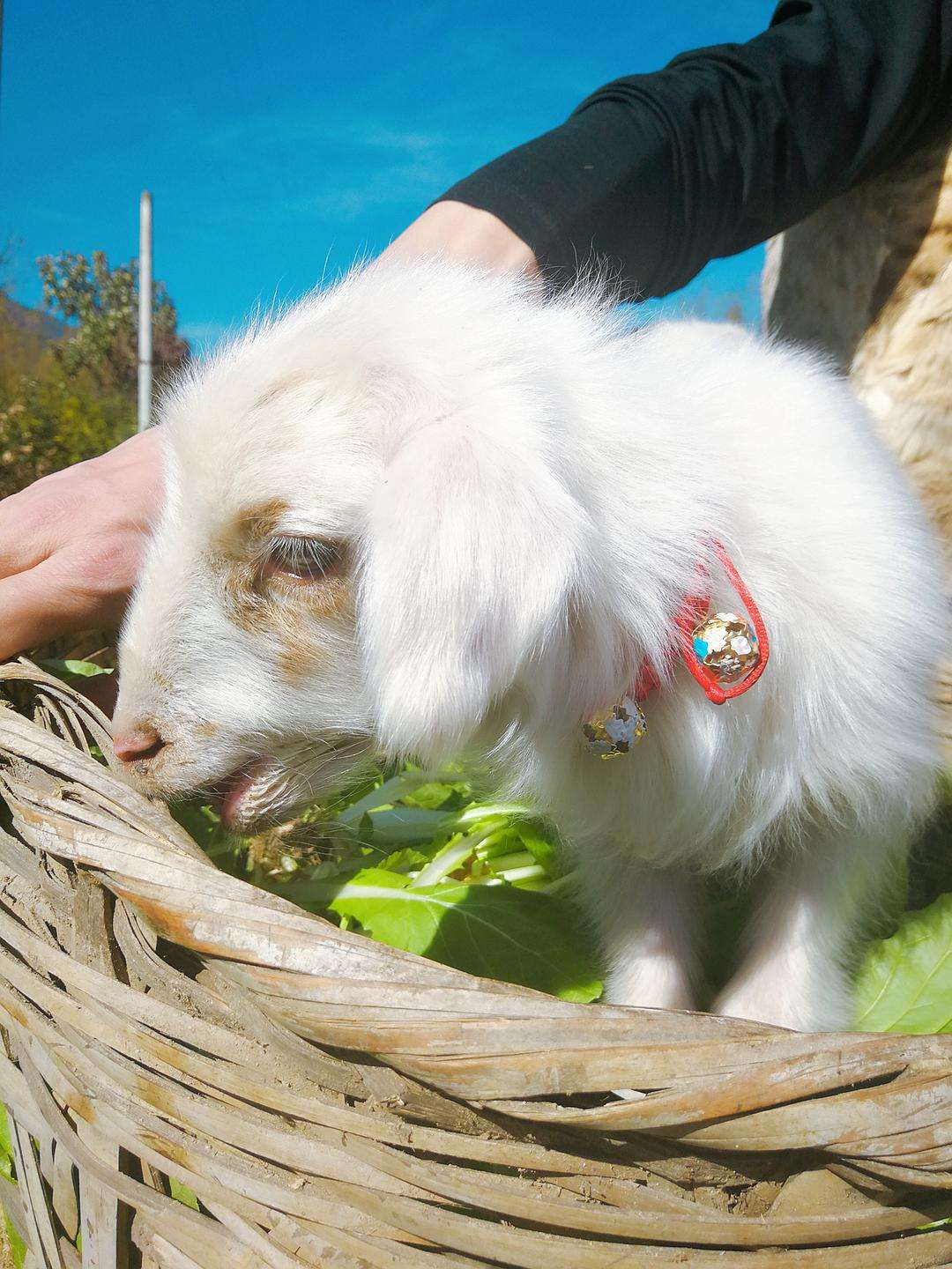 刚出生十几天的小羊拉稀怎么办,刚出生的小羊拉稀