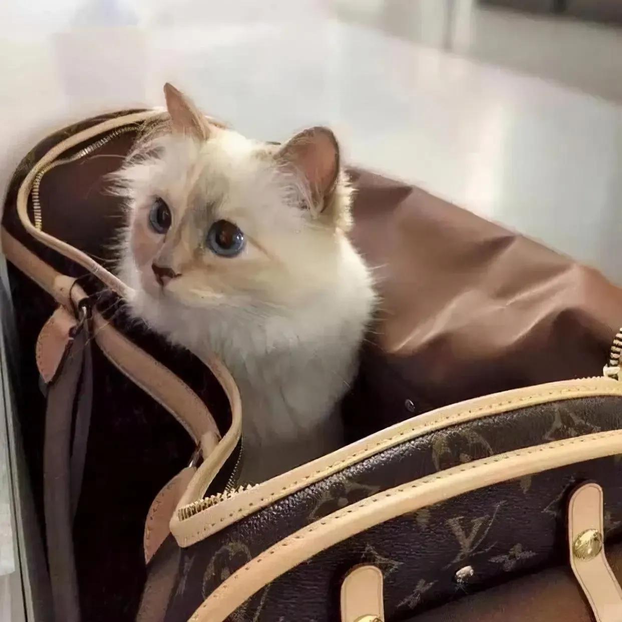 世界上最有钱的猫，坐拥21亿的财富