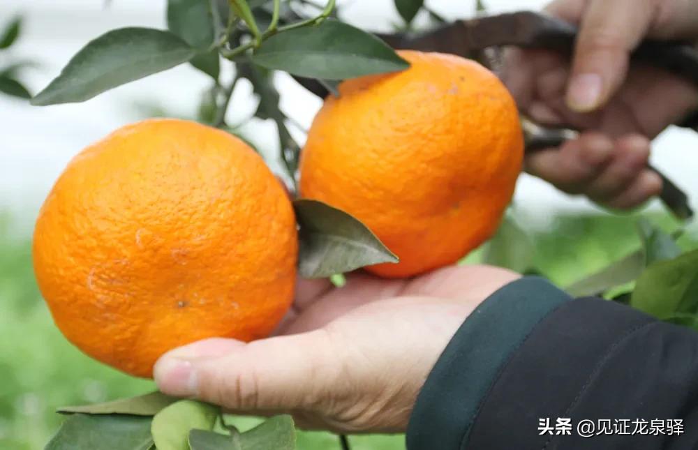 龙泉附近的农庄,龙泉生态农庄