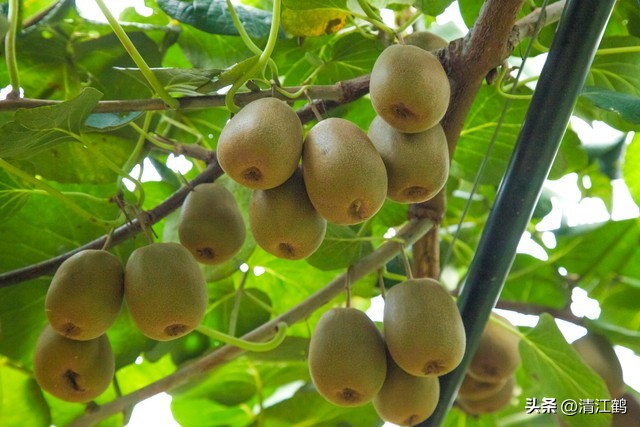 今年猕猴桃树冻害哪个省严重,猕猴桃如何防霜防寒