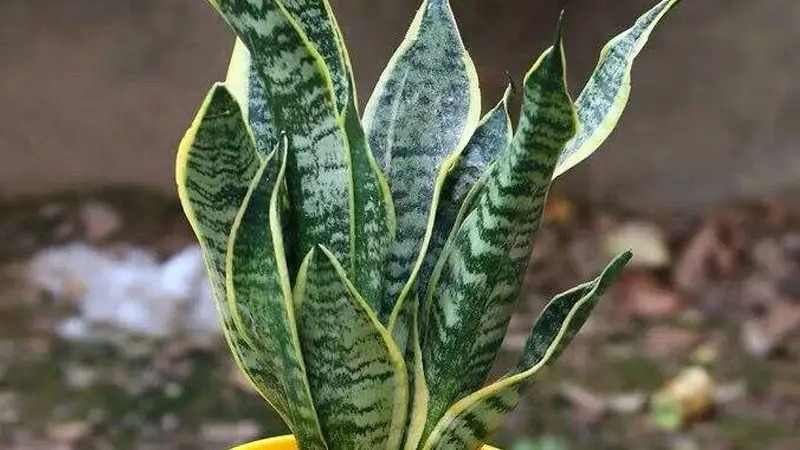 新房装修适合摆放的花,装修完室内放什么花净化空气