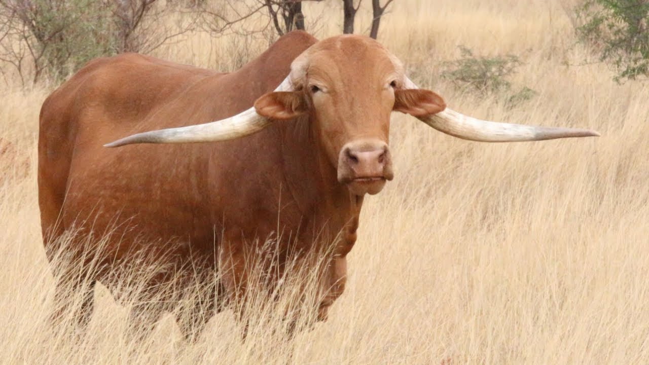 非洲本地牛肉质不如安格斯，产奶不如荷斯坦，为何现在变成抢手货