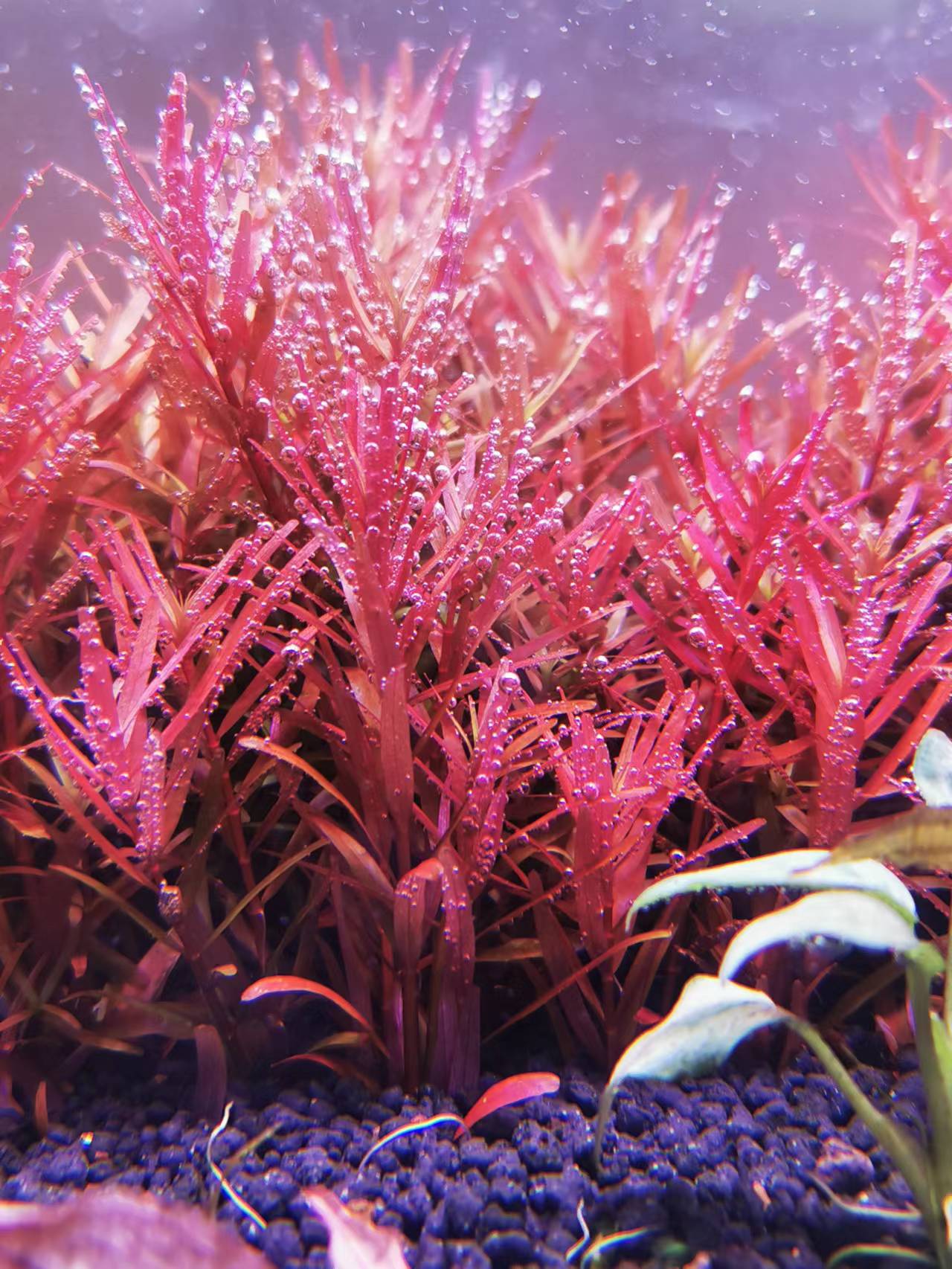 水草泥开缸肥力不足有啥表现,换水太频繁水草泥缺肥