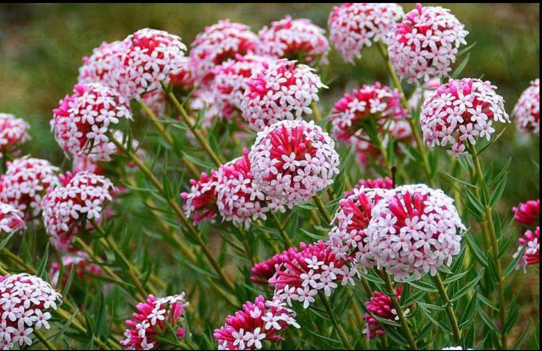 清明期间开的野花有哪些,清明节野花