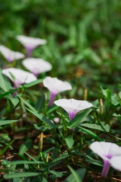 十大常见的蔬菜花,适合开花的日常蔬菜有哪些