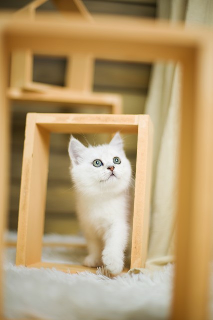 新手养猫品种大全图解视频,适合新手养猫的都有哪些品种