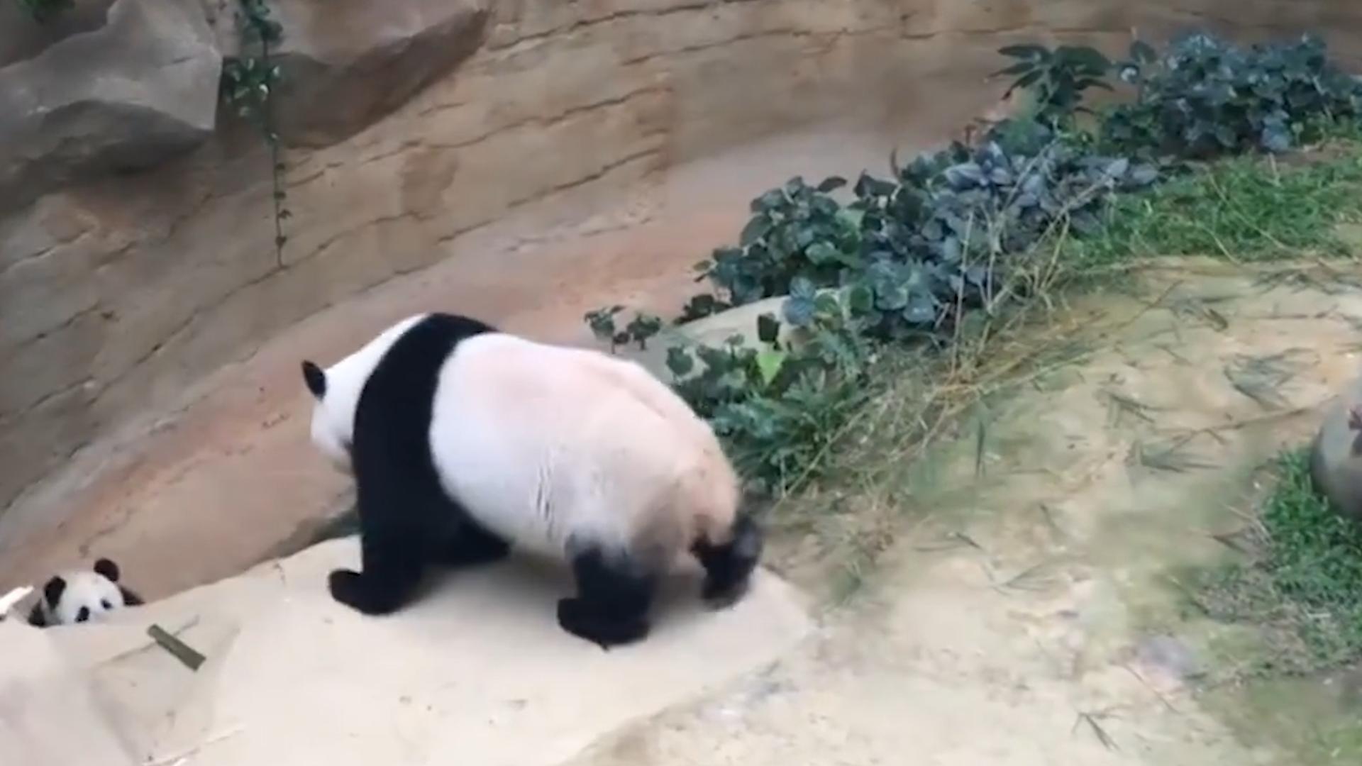 熊猫因为太能吃，1年花费400万，竟然被别国“退货”？