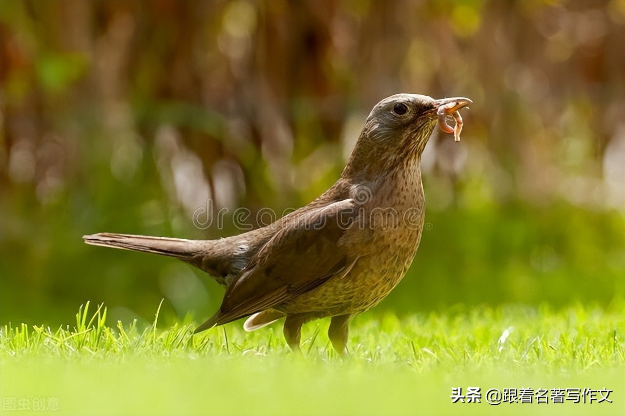 450字的作文要写到哪,作文写字要求