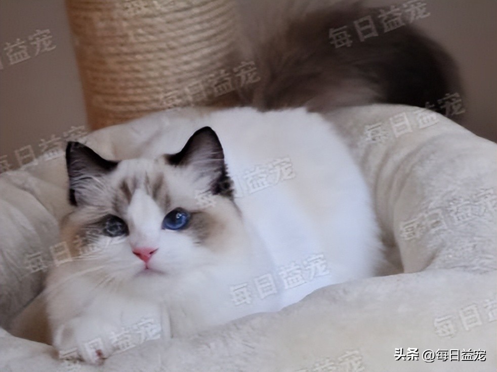 养了布偶猫感觉其他的猫丑,养了布偶猫后