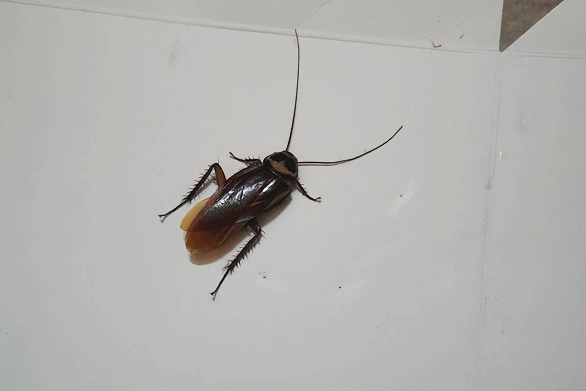 夏季蟑螂怎样消灭,蟑螂都藏在什么地方消灭最彻底