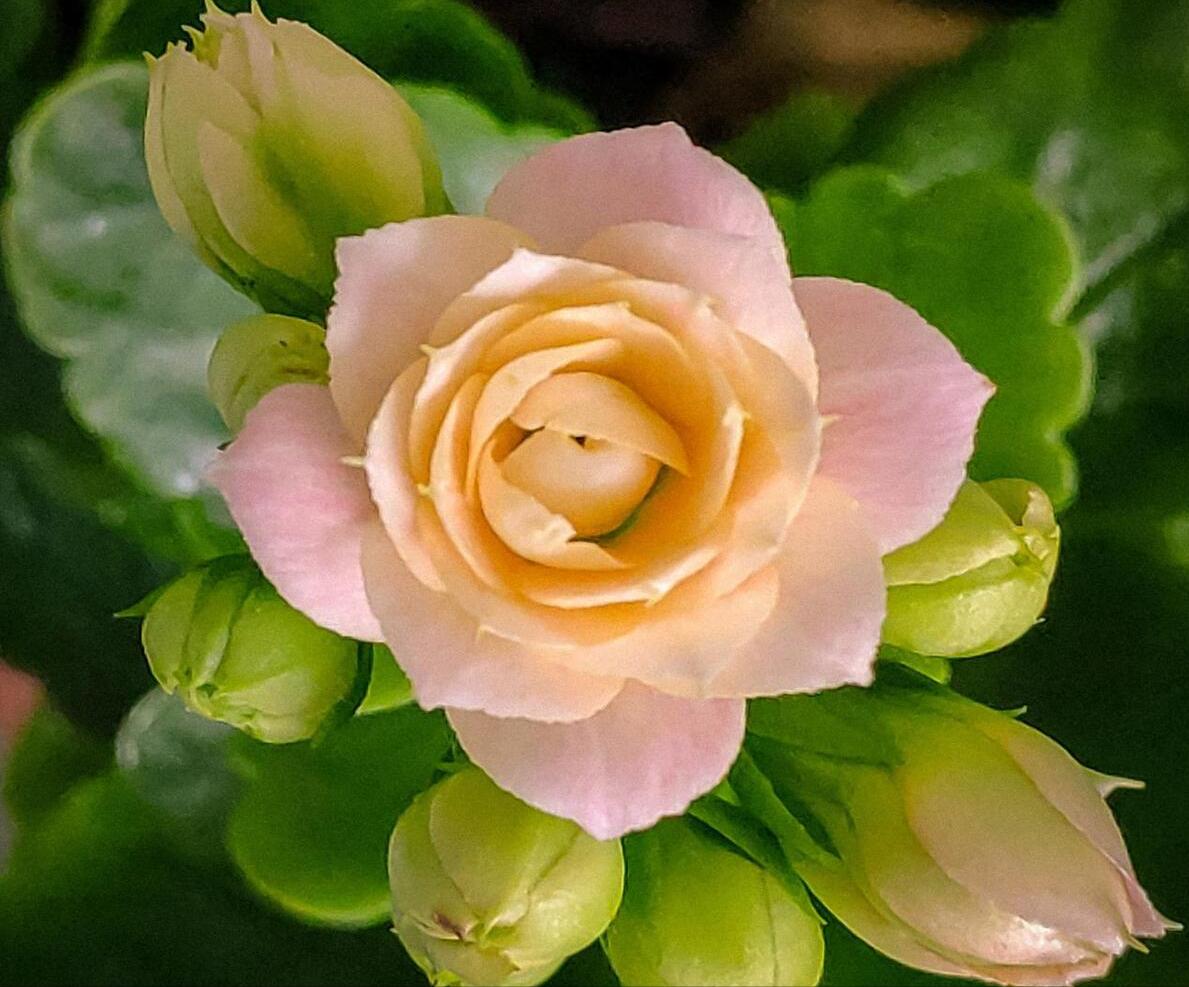 100种耐寒耐旱花卉,哪种花最耐旱不用浇水