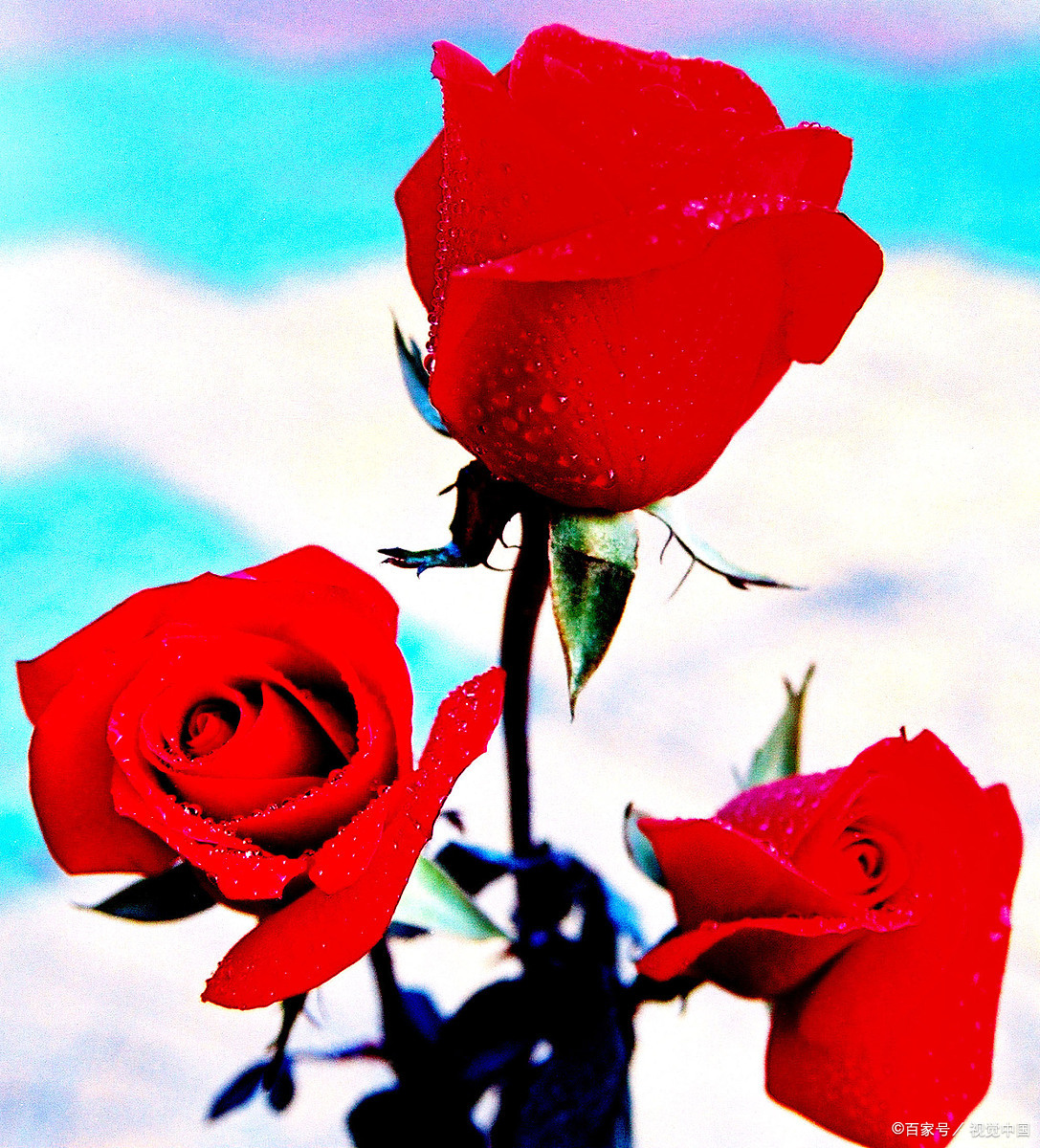 情人节玫瑰花语,情人节送玫瑰花语大全