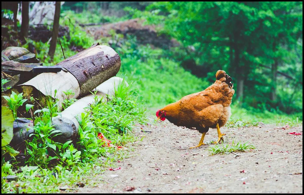 开家禽检疫证明需要什么条件,家禽无检疫证咋办