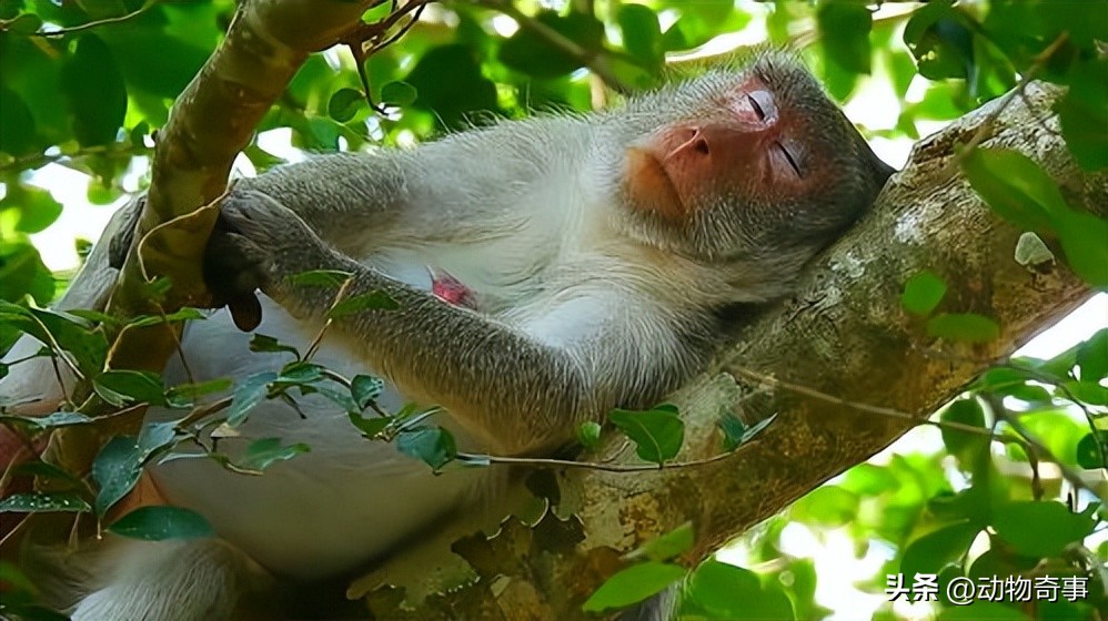 最聪明的猴子是黑尾猴,最聪明的猴子有哪些