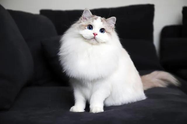 布偶猫的五大特征,怎么才能看出是纯种的布偶猫