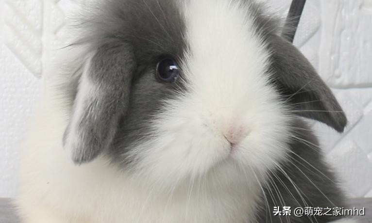 荷兰垂耳兔长大后多大,荷兰垂耳兔怕人吗