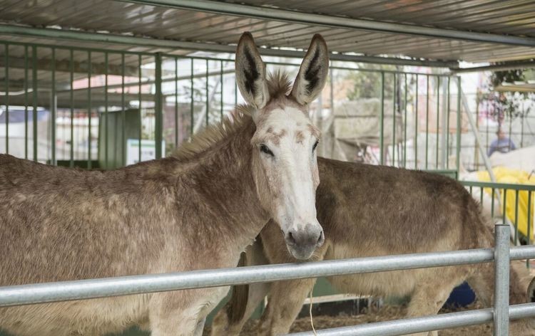 驴浑身是宝顺口溜,现在驴的市场低迷养驴可以吗