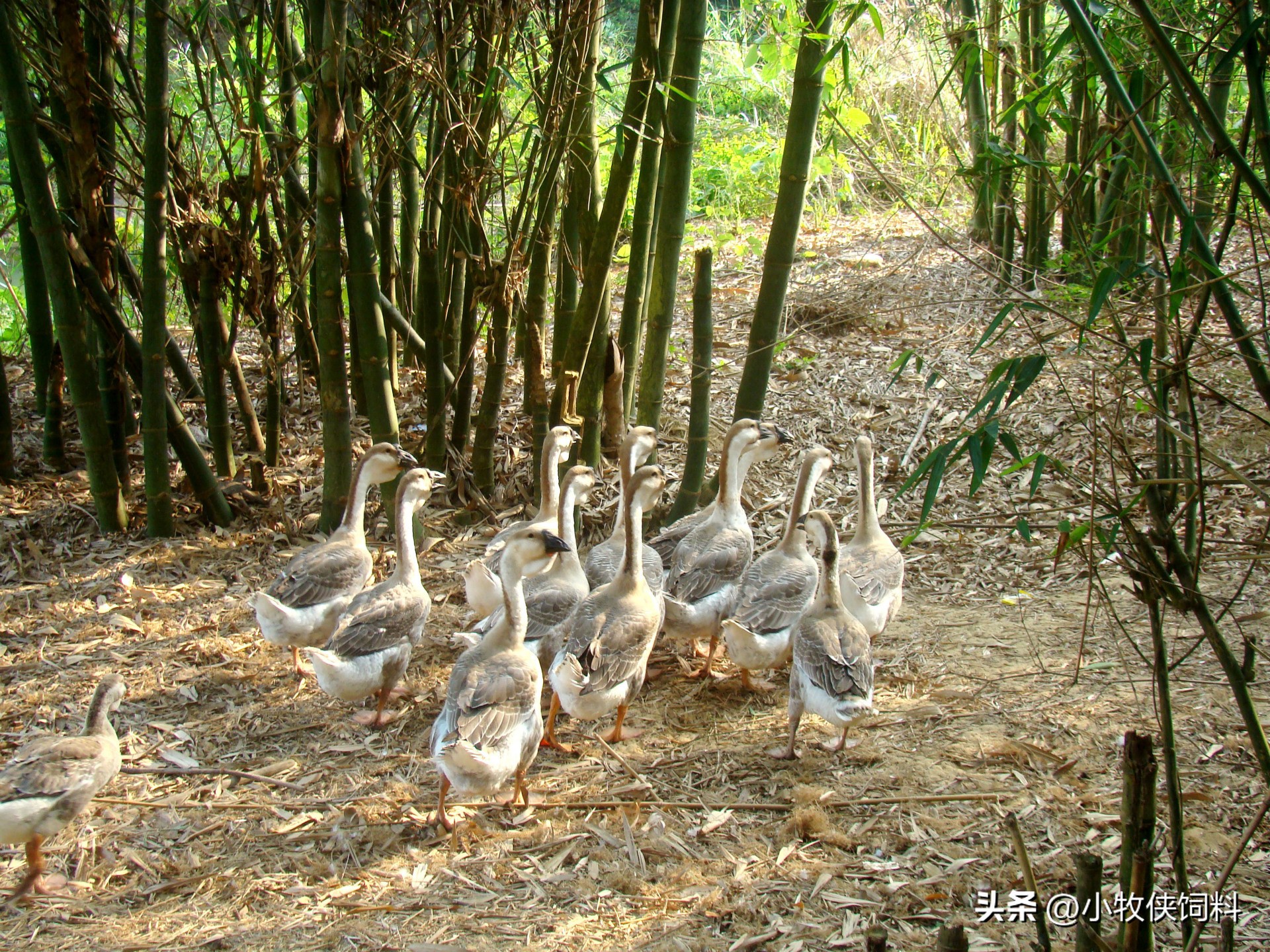 种鹅卵黄性腹膜炎的特效药,鹅腹膜炎用哪类药