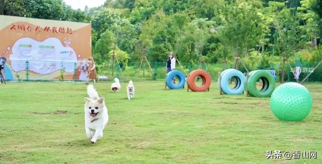 珠海宠物可以去的公园,珠海香山湖公园让遛狗吗
