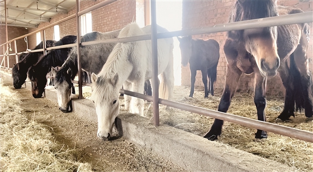 介绍养殖致富带头人的典型案例,养殖致富带头人总结