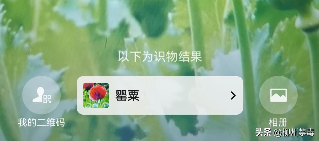 是“毒”还是“菜”？巧用微信“扫一扫”，*品毒**原植物立刻原形毕露！