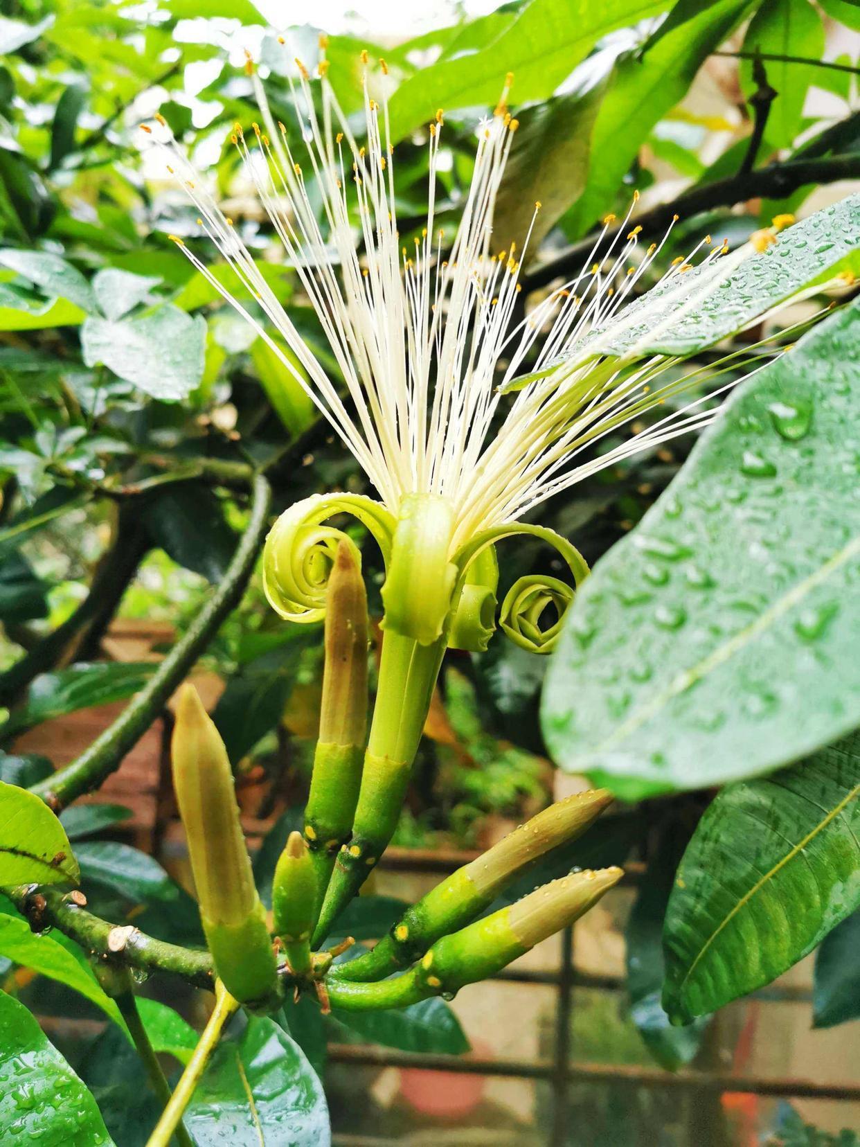 抗冻开花寓意旺家的盆栽植物花卉,旺家四季开花耐寒耐热植物